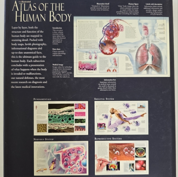 🩻 Atlas Of The Human Body Hardcover Book - Picture 11 of 16